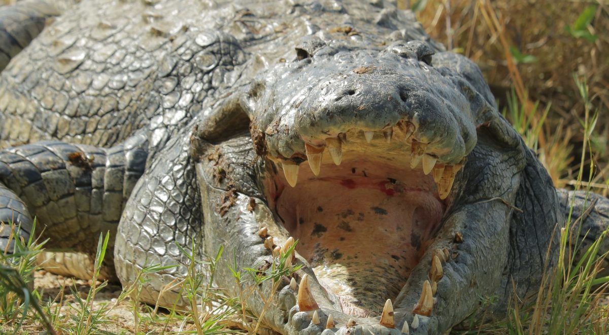 Eaten alive in Murchison falls